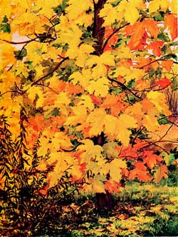 Colori tanto attesi - 1991