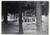 1966 BrPistaFelice-FioreRosso_VDB Arabba_chiacchierata nel bosco.jpg