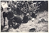 1967 sGiorgio Lupetti - Villa Reali - Casier_  una Sestiglia in caccia_4.jpg