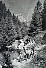 1955-rip-smdrovere-campo-domegge-sq-castori-in-marcia.jpg