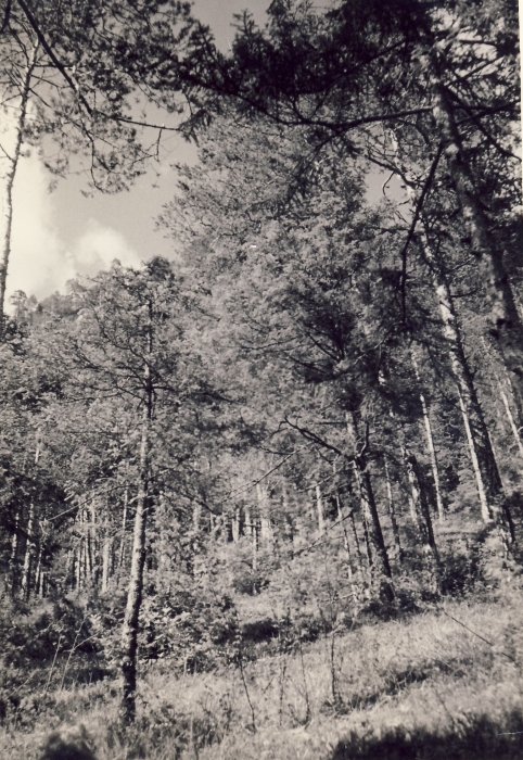 1962_val d'oten-campo del decimo anno-il bosco.jpg