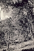 1962_val d'oten-campo del decimo anno-il bosco.jpg