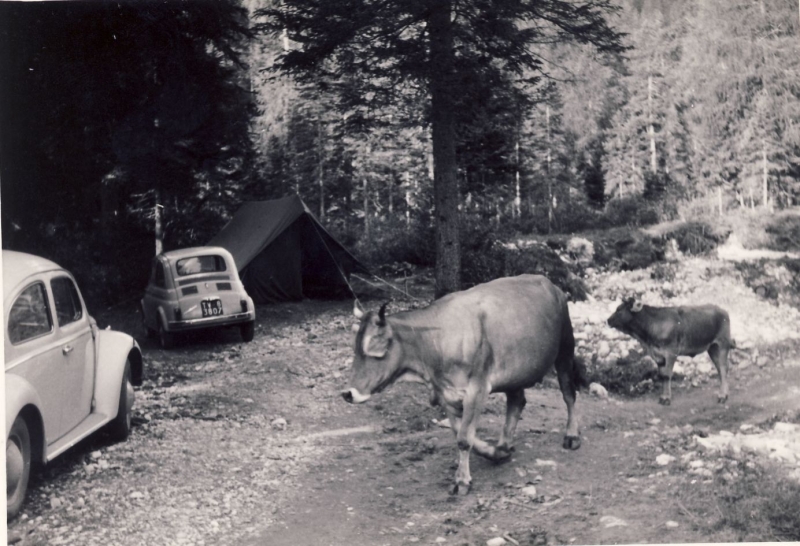 1966 campo alte cime - valgrande - rip sPioX -quotidiano passaggio mucche_1.jpg
