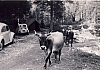 1966 campo alte cime - valgrande - rip sPioX -1966 campo alte cime - valgrande - rip sPioX -quotidiano passaggio mucche.jpg