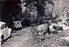 1966 campo alte cime - valgrande - rip sPioX -quotidiano passaggio mucche_1.jpg