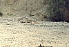 1967_rip sPioX - campo 5 frecce -vigo-laggio- cerchio al torrente.jpg