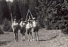 1970 rip s pioX- pian di serra-campo dell'airone - presentazioine di sq.jpg