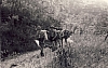 1971 rip s pioX uscita cornuda asolo_1.jpg