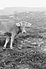 1973 - clan dell'ovest - campo mobile (2).jpg
