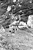 1973  rip s pioX - campo fiaccola accesa - Val da rin - uscita di rip al pian dei buoi 12.jpg
