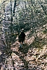 1974 vdb 3branchi del TV2 a Villa di Pria-sGiustina BL -a caccia nel bosco.jpg