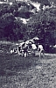 1976 clan nuova strada - sPioX - Vito d'asio - campo di servizio - vitodasio24-al lavoro.jpg