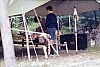 1977 011 Claut.jpg