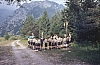 1977 014 Claut.jpg
