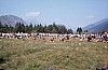 1977 053 Claut.jpg