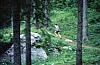 1979 015 Collina.jpg