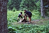 1979 023 Collina.jpg