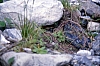 1979 029 Collina.jpg