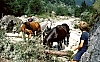 1979h Clan Nuova Strada - sPioX - campo mobile vette feltrine 17 - in val di sMartino.jpg
