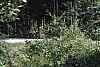 1980 047 Pontebba.jpg