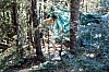 1980 074 Pontebba.jpg