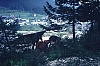 1980 Clan nuova strada - sPioX - campo mobile auronzo-forni di sopra_002.jpg