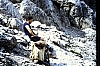 1980 Clan nuova strada - sPioX - campo mobile auronzo-forni di sopra_034a.jpg