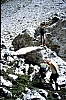 1980 Clan nuova strada - sPioX - campo mobile auronzo-forni di sopra_135.jpg