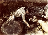 1981 Guide Fontane- Campo nel Parco Naz d'Abruzzo 5.jpg