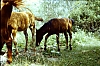 1982 Clan nuova strada - campo naz rover dei monti Ernici - 14 animali in Val Fondillo.jpg