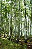1982 Clan nuova strada - campo naz rover dei monti Ernici - 19 risalendo la val Fondillo.jpg