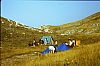 1982 Clan nuova strada - campo naz rover dei monti Ernici - 23  risveglio al passo dell'Orso.jpg