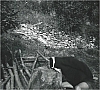 1983 Gruppo TV2° - uscita capi a Schievenin 4.jpg