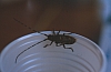 1987 070 Sappada 07.jpg