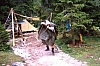 1987 095 Sappada 07.jpg