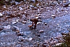 1987 096 Sappada 07.jpg