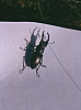 1988 004 Claut 07.jpg