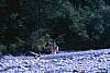 1988 073 Claut 07.jpg