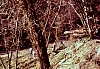 1989 112 Follina 02 12.jpg