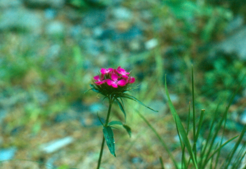 1990 046 Timau 07.jpg
