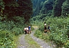 1990 114 Timau 07.jpg