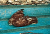 1991 017 Ricordo Pederobba 23 02.jpg
