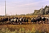 1991 085 Lancenigo 05 10.jpg