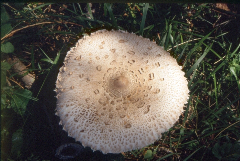 1992 109 Lauco.jpg