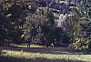 1992 079 Fagarè 04 07.jpg