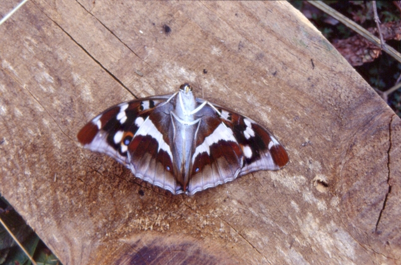 1994 048.jpg