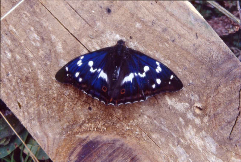 1994 049.jpg