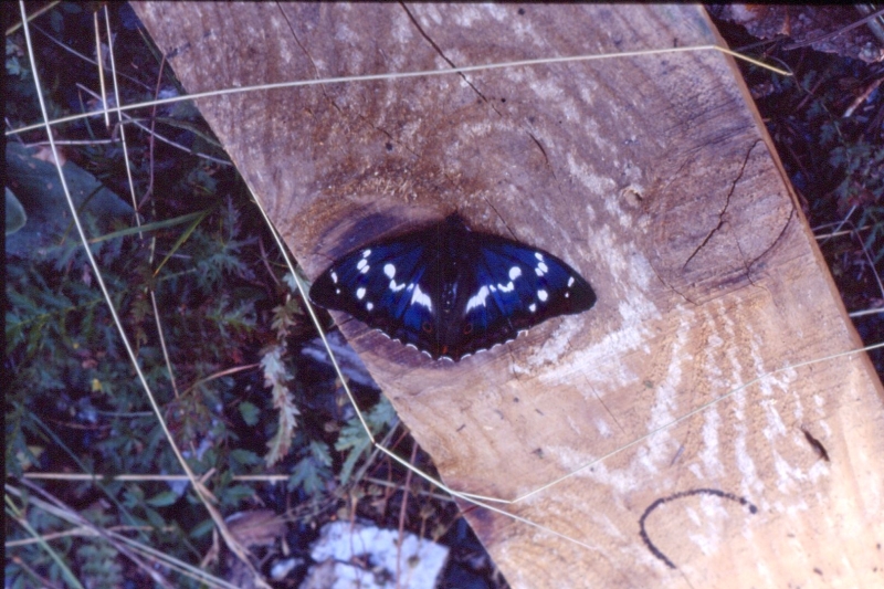 1994 050.jpg