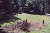 1994 043.jpg