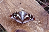 1994 048.jpg
